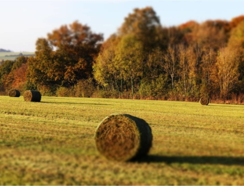 Countryside